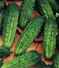 Seeds Vegetable Cucumber Parisian Gherkin Heirloom without Bitterness for Pickli