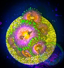 SAF~ “WYSIWYG” Nirvana Palythoa, Coral Frag, Zoanthid, Paly, Zoa