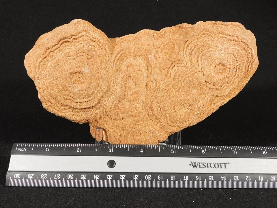 ¡GRANDE! Fósil ESTROMATOLITO de 600 millones de años 100% natural Marruecos 1383gr Foto 4 de 4