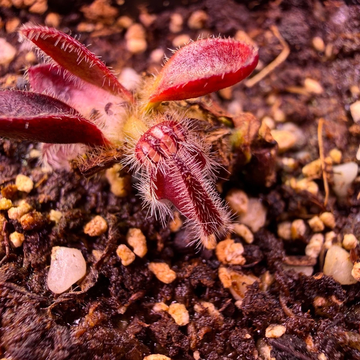 Pitcher Plant Cephalotus Carnivorous Plants for sale | eBay