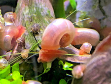 10 1 Pink Ramshorn Snails - Tank Bred