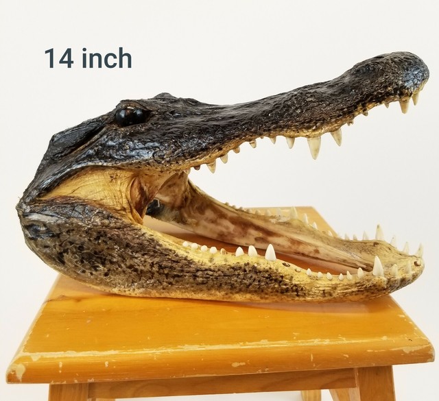 Authentic 14" Alligator Head From Real Alligator Taxidermy 50+ BIG PICS