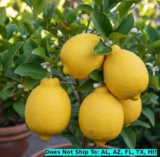 Ponderosa Semi-Dwarf Lemon Tree 24"H  Indoor Citrus Live Starter Plant Fruit Tre