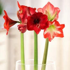Easy to Grow Amaryllis Candy Cane Collection 3 Bulbs Indoor Outdoor Zones 9-11
