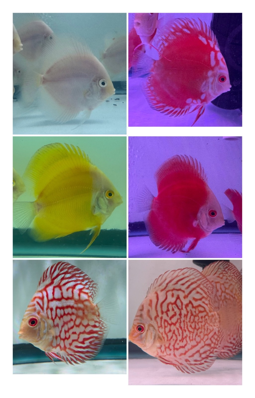 Live Discus Pack 6 Live Discus Fish 3.5