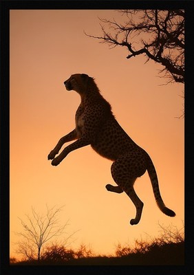 Soft Cheetah Gerahmtes Wandbild Poster Leinwanddruck Bild