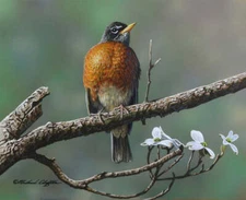 Dogwoods by Richard Clifton Fine Art Print Nature Bird Wildlife Poster 11x14