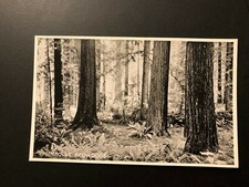 Antique "HUMBOLDT REDWOODS " Postcard Made in USA