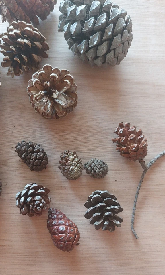 Lot Pommes de Pin Véritables - Photo 3/3