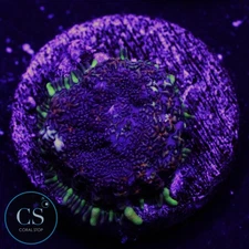 CS MIDNIGHT EMBERS MUSHROOM - WYSIWYG LIVE CORAL
