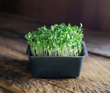 Broccoli Waltham 29 Microgreens Non-GMO Heirloom seeds (75ct - 225ct)