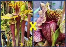 2024 SARRACENIA SEEDS: FLAVA RUBRICORPORA (C. HALL 2015) X FAT ORNATE PURPUREA