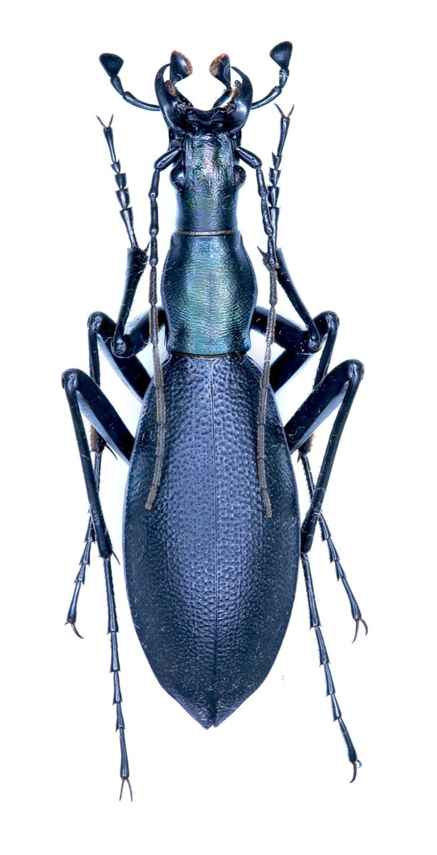 Carabidae, Carabus (Damaster) blaptoides ssp. rugipennis