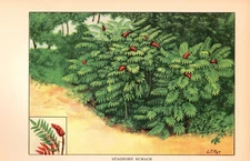 1926 Vintage TREES "STAGHORN SUMACH" GORGEOUS COLOR Art Print Lithograph