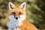 Fox Hole Treasures