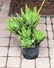 Grupa Aloe mitriformis, 40cm, ukorzeniona!!