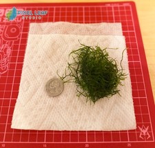    Live Java Moss Taxiphyllum barbieri   Freshwater Aquarium Plant