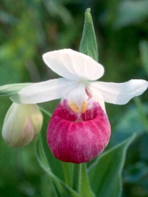 #ad Showy Lady’s Slipper Orchid Seeds Cypripedium Reginae Unique Flowers $7.59