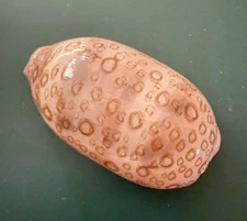 Cypraea Argus Cowry Shell 2.75” (69 mm) Vintage