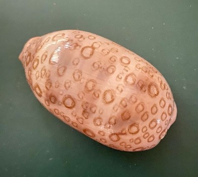 Cypraea Argus Cowry Shell 2.75  (69 mm) Vintage