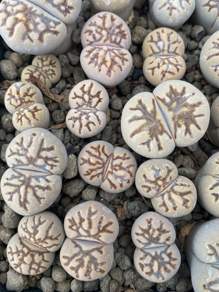 Lithops Kikukaseki Shimada ex Ysos 3 años desde semillas