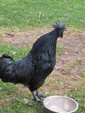 6+  Fertilized Chicken Hatching Eggs – Mixed Free-Range Flock (Ayam Cemani)