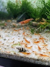 20 ORANGE SUNKIST SHRIMP Neocaridina Free 2 Day Shipping Fedex or UPS