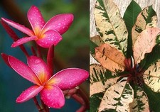 Maya Red Variegated Leaf Plumeria rubra Frangipani Plant-ROOTED  GRAFTED