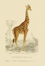 VINTAGE GIRAFFE A4 POSTER PRINT
