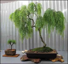 ✅🇺🇸 Live Dwarf Australian Weeping Willow 5 Bonsai Tree Seeds Salix Tristis US