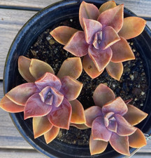 Rare Pink Succulent Graptoveria Dusty Easy Care Rooted Live Plant 4-Inch Decor