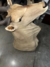 African Common Eland Shoulder Mount. Original owner. African Safari. Very large
