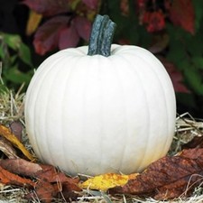 Lumina White Pumpkin Seeds - For 2026 Planting Halloween Fall Carving Ghost