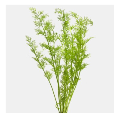 #ad 2 Water Sprite Lace Leaf Indian Fern Live Easy Aquarium plant $10.99