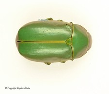 Chrysina for collectors | Gold Beetles, Jewel Scarabs