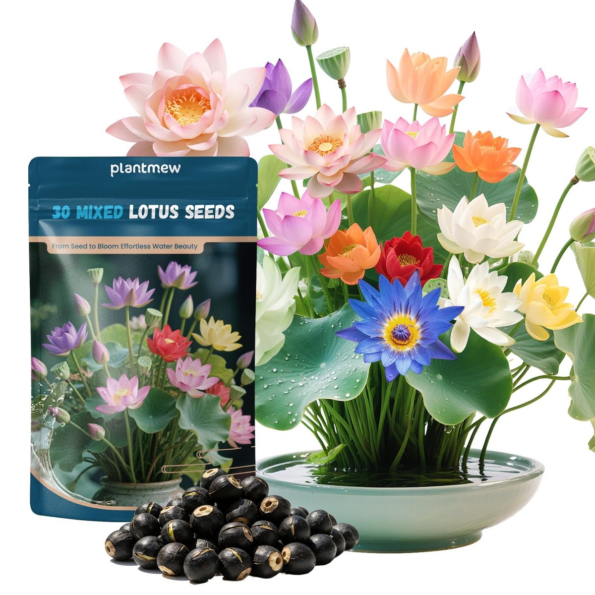 Lotus Seeds for Planting in Water | 30 PCS Mixed Color Bowl Lotus Seeds for  I... | eBay