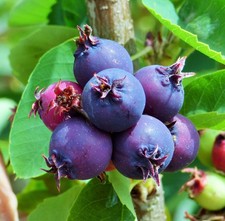 1 DORMANT Saskatoon serviceberry plant Amelanchier alnifolia, edible . Zones 4-7