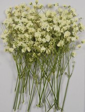 25 pcs Real Pressed Dried Flowers Mini White Gypsophila Baby's Breath for Wed...