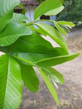 100 Organic Guava leaves fresh dried Hojas de Guayaba Guayabo Psidium Guajava