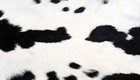 GOAT Western taxidermy Hide Rug Natural Pattern Fur Goat Hide Rode SA-3826 — photo 3