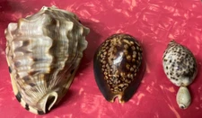 3 VTG Shells Humpback Cowry Helmet Shell Kings Crown? & Tiger Cowrie Decor