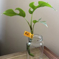 Mini Monstera Plant ‘Rhaphidophora Tetrasperma’ 25cm Tall ‘R6’