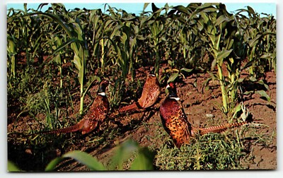 Chrome Postcard Chinese Ring Neck Pheasants South Dakota SD UNP