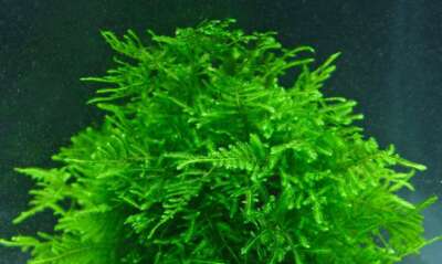 Mixed ''Unknown'' Moss Live Aquarium Moss Aquatic Plants Tropical Fish Tank