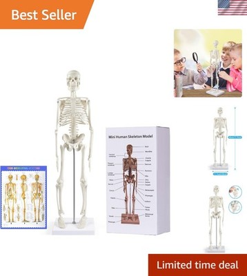 17  Anatomical Skeleton Model with Movable Arms Ideal for Teaching & Display