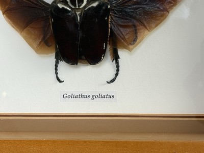 標本 Goliathus giliatus 97mm 97mm giliatus Goliathus 標本 Goliathus Exotic JamJam – Male) mm