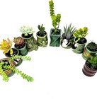 Succulents Plants Lot & Aloe Live Set 6 Assorted Varieties In 2" Ceramic Pots
