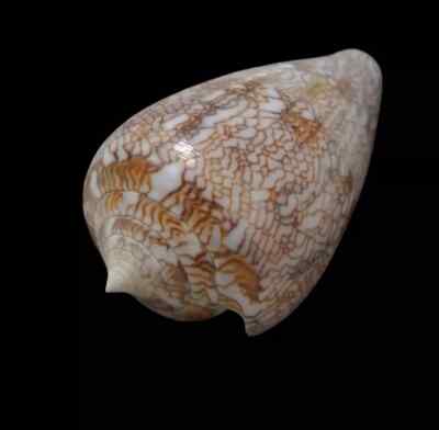 インドネシアの貝類と化石 図鑑「Indonesian Shells」 【公式通販】