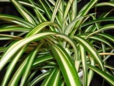 Chlorophytum 'Spider Plant' Summer Basket / Houseplants Plug Plants Pack x6