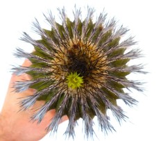 Uebelmannia pectinifera var. multicostata HU362 SEEDS -  - SEMI di Cactus Raro